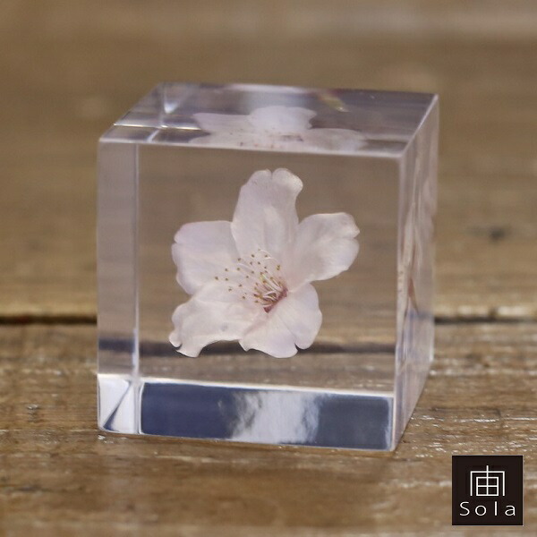 宙-sola- ソラ sola cube somei yoshino sakura ソメイヨシノ サクラ 桜 ポリエステルキューブ ウサギノネドコ