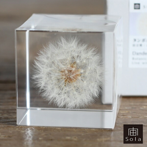 宙-sola- ソラ sola cube TANNPOPO 蒲公英 5珊角 たんぽぽ