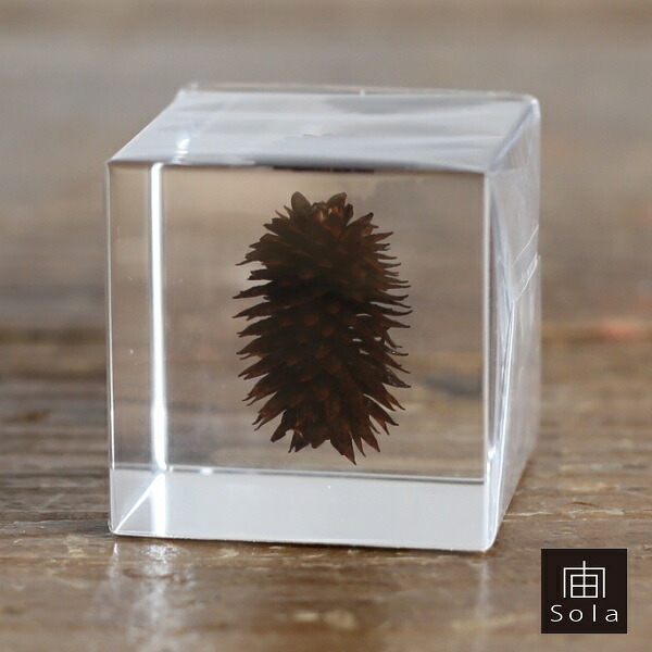 楽天市場】【送料無料】宙-sola- ソラ Sola cube 9個用木箱