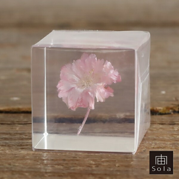 宙-sola- ソラ sola cube sakura ヤエベニシダレ サクラ 桜 ポリエステルキューブウサギノネドコ画像