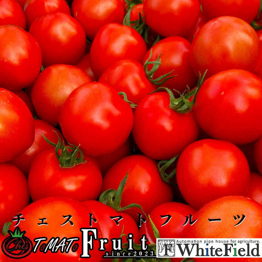 ホワイトフィールド チェストマトフルーツ/２ｋｇ フルティカ