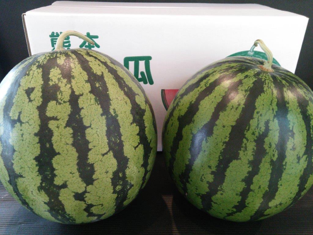 送料無料<br>熊本県産　植木すいか　２Ｌサイズ（１玉入約7kg×２玉入）