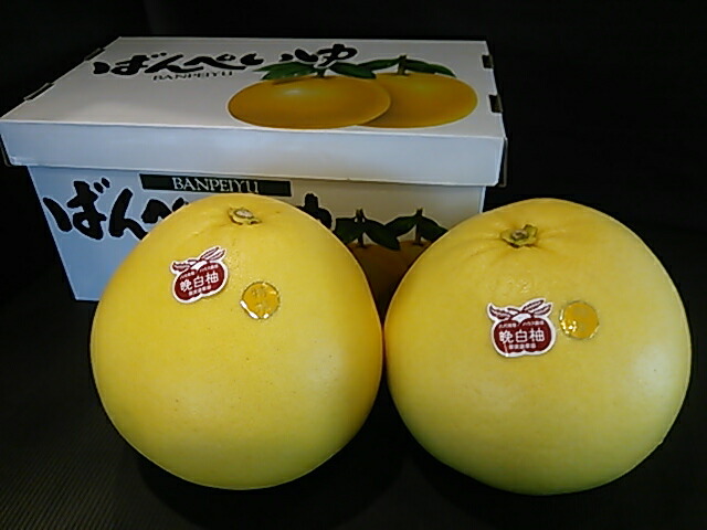 楽天市場 熊本 みかん 柑橘類 ばんぺいゆ 熊本八代産の晩白柚 バンペイユ 熊本のフルーツふるさと果樹園安田