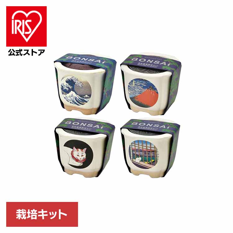 楽天市場】【4種セット】JAPANESE BONSAI 松（波富士・赤富士・白猫