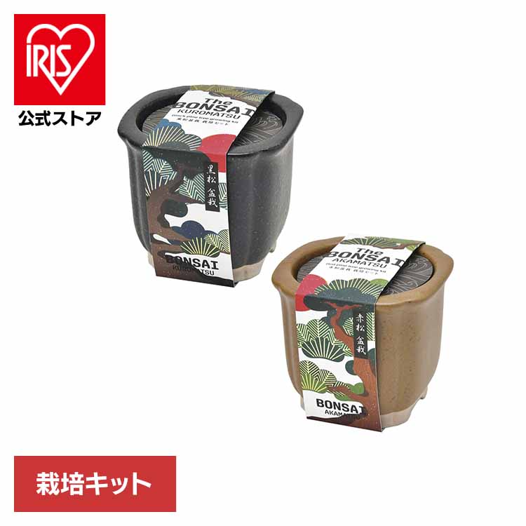楽天市場】【アウトレットセール】聖新陶芸 The BONSAI 栽培セット