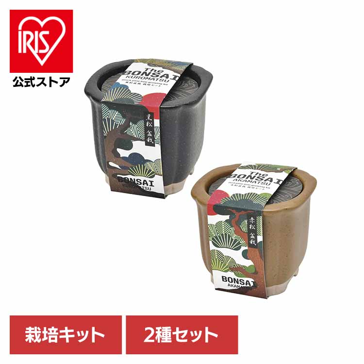 楽天市場】【アウトレットセール】聖新陶芸 The BONSAI 栽培セット