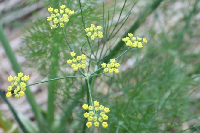 楽天市場 フェンネル 50g フレッシュハーブ 食用 和歌山県産魚料理によく使われるフィッシュハーブ彩り屋 彩り屋