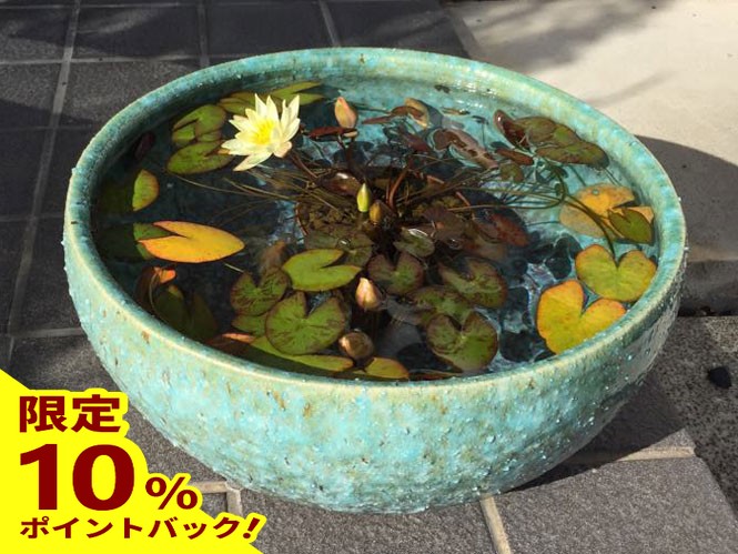 楽天市場】【最大25%ポイントバック中】睡蓮鉢 メダカ鉢 めだかハウス