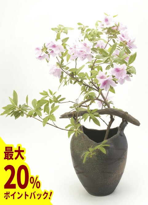 楽天市場】【最大20%ポイントバック中】金彩小花長 花入 信楽焼 陶器