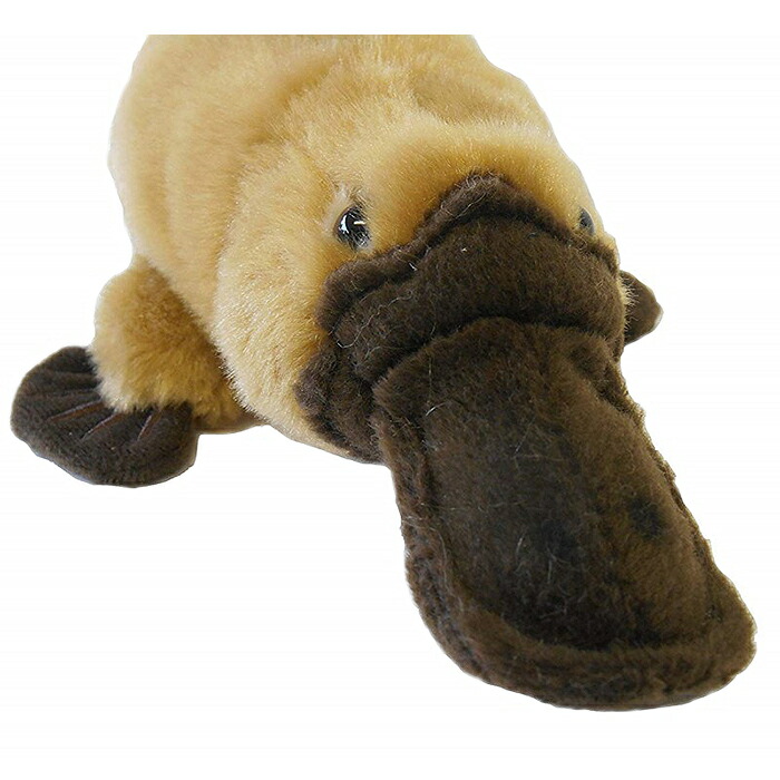 楽天市場 National Geographic カモノハシの赤ちゃん b ナショナルジオグラフィック 誕生日 プレゼント ギフト 男の子 女の子 赤ちゃん 子供 出産祝い おしゃれ 室内 遊び ブラックフライデー クリスマス いろは堂本店