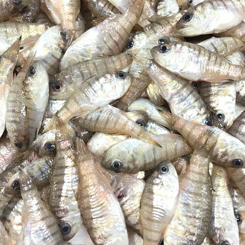 楽天市場 瀬戸内海産 ねぶと ５００ｇ 季節限定 から揚げ用 鮮魚 酒つまみ 西京漬け 海産物 いしもと