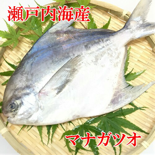 楽天市場 マナガツオ 瀬戸内海産 5００g ６００ｇ一匹 まながつお 魚 鮮魚 焼き魚 期間限定 旬の魚 お取り寄せグルメ 送料無料 西京漬け 海産物 いしもと