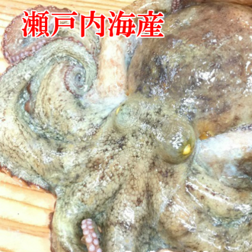 楽天市場 たこ 瀬戸内海産 900g 1kg 活〆生タコ タコボイル 真タコ 真たこ ゆでタコ マダコ 湯だこ 坊勢 たこ ぼうぜたこ 酢タコ 蛸 国産 ボイルタコ たこ焼き 産地直送 西京漬け 海産物 いしもと