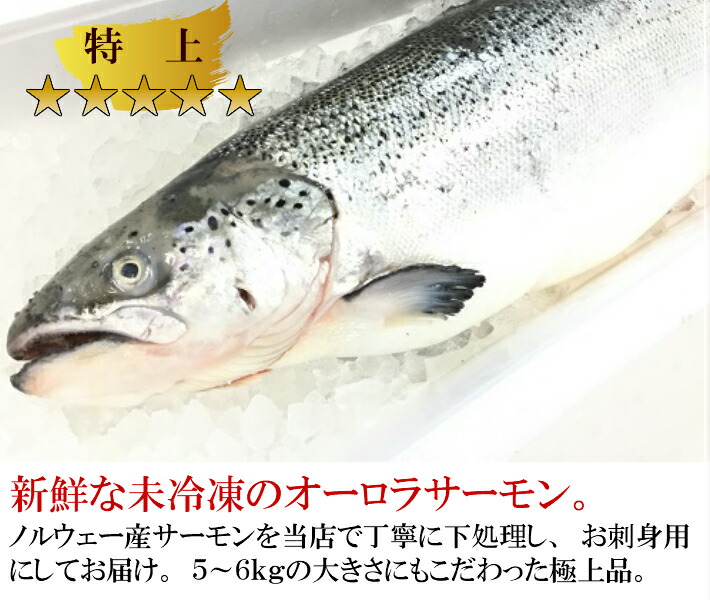 おトク】 トロサーモン 刺身用サーモン 生 500ｇ お中元 お歳暮 ギフト サーモン さけ 鮭 鮮魚 新鮮 寿司 刺身 さしみ 魚 お取り寄せグルメ  アトランティックサーモン キングサーモン カルパッチョ turbonetce.com.br