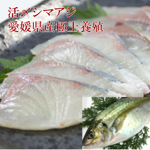 楽天市場 活〆シマアジ一匹1 2kg 1 3kg 送料無料 しまあじ 刺身 シマアジ 縞鯵 鮮魚 しまあじ お中元 酒肴 刺身用 国産 活魚 寿司用 お取り寄せグルメ ギフト お歳暮 愛媛養殖 縞鰺 西京漬け 海産物 いしもと