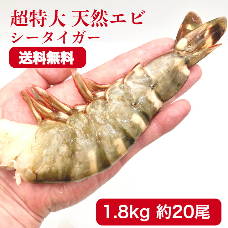 冷凍エビ 超 特大エビ 1.8kg 約20尾 天然エビ 送料無料 シータイガー 4-6 エビ 殻付きエビ  ギフト バーベキュー えび 海老 特大 ブラックタイガー 天然 大きい海老 エビフライ   えびフライ 業務用 海老天ぷら エビフライ  車エビ科