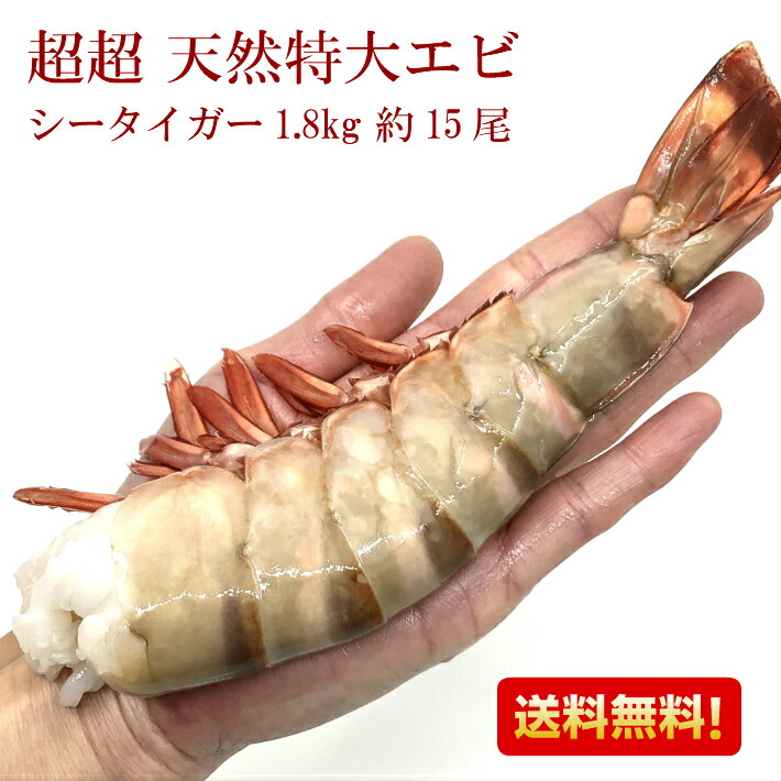 国内在庫】 尾付きムキ海老 特大 ８Ｌ １５尾×5パック 関東 送料無料 約16~17cm エビフライ 海老天ぷら 海老天丼  materialworldblog.com