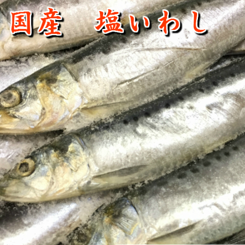 楽天市場 塩いわし 10匹 1 2kg イワシ 鰯 汐いわし 焼き魚 お取り寄せグルメ 国産いわし 鮮魚 真いわし 西京漬け 海産物 いしもと