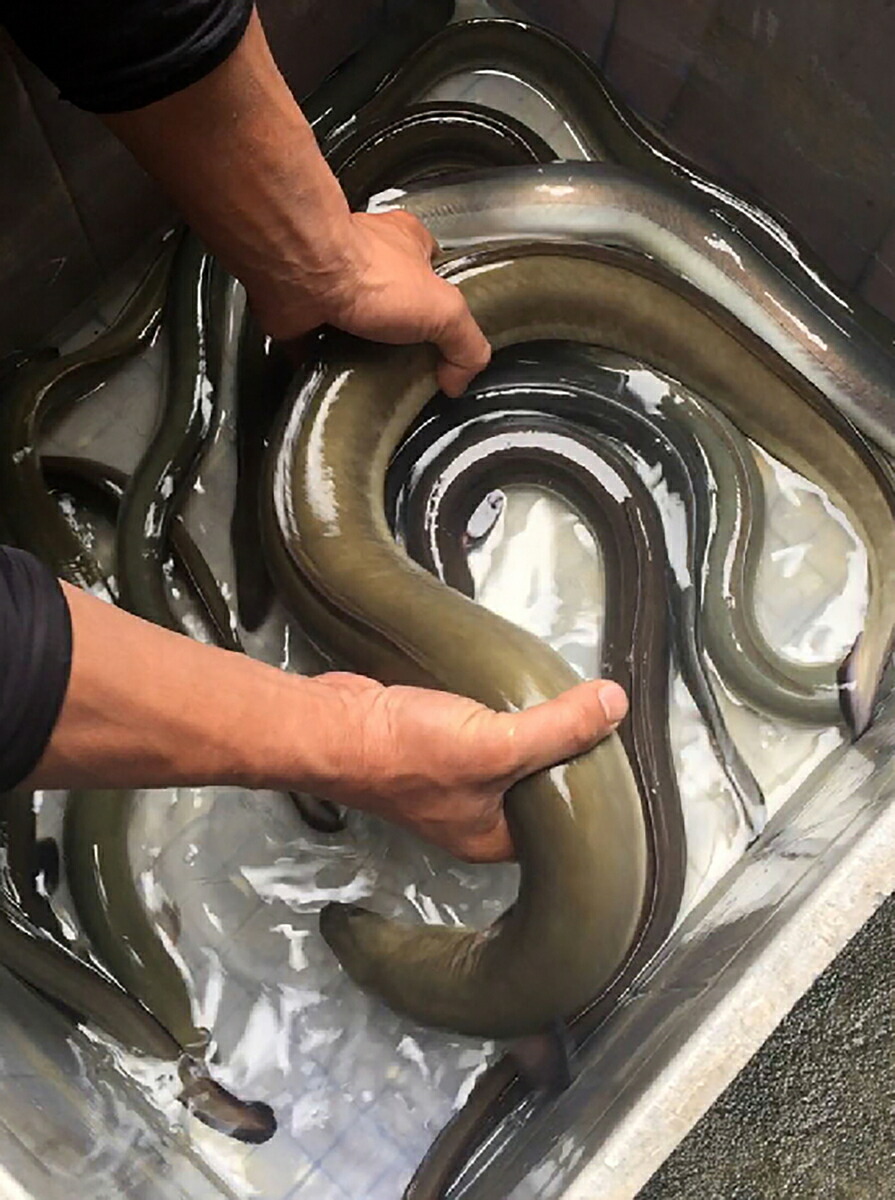 うなぎ仕掛け捕獲かごウナギとりカゴもんどり鰻うけ罠てぼ釣りフィッシングアウトドア穴子捕獲機プラスチック大口径大きいサイズシラスウナギ39cm