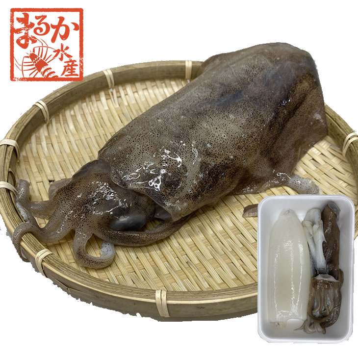 楽天市場】天然アオリイカ 国産 LLサイズ 1.0/1.2kg 冷凍[魚介類