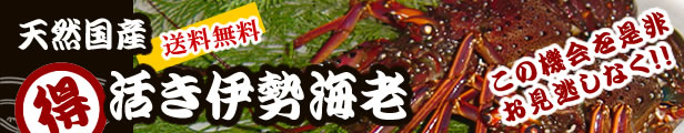 楽天市場】送料無料 活伊勢海老 活きたまま発送します ほんのちょっとワケあり、標準サイズ 2尾 500ｇ[活伊勢海老] : まるか水産楽天市場店