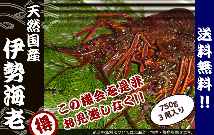 上質で快適 楽天市場 活きたまま発送 ほんのちょっと ワケあり 活伊勢海老 普通サイ ズ 3尾 750ｇ 活伊勢海老 まるか水産楽天市場店 即納最大半額 Www Lexusoman Com