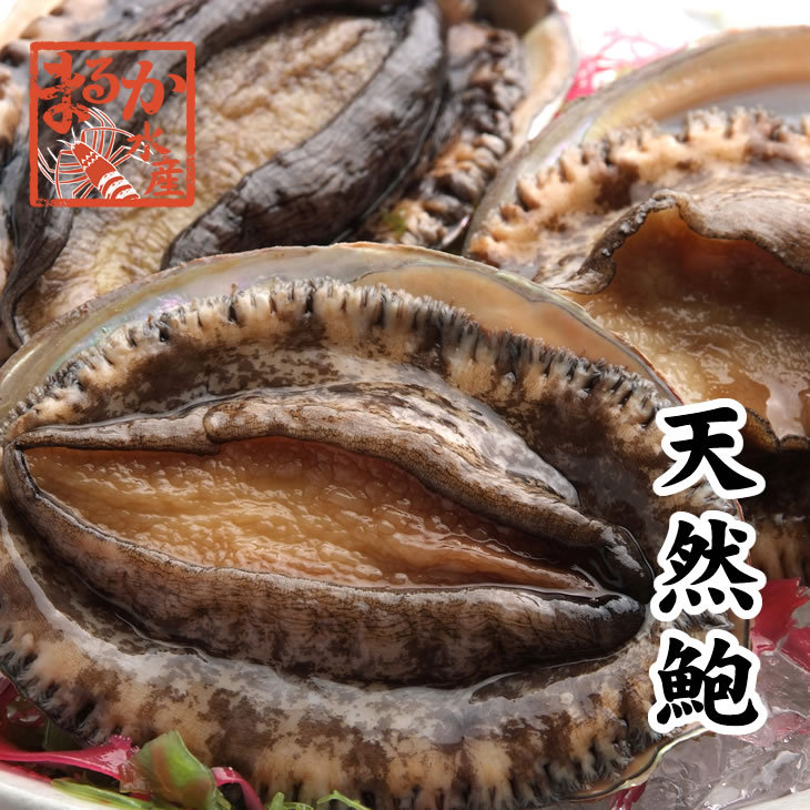 天然活さざえ 大サイズ １ｋｇ 8個 さざえ 120ｇ〜150ｇ