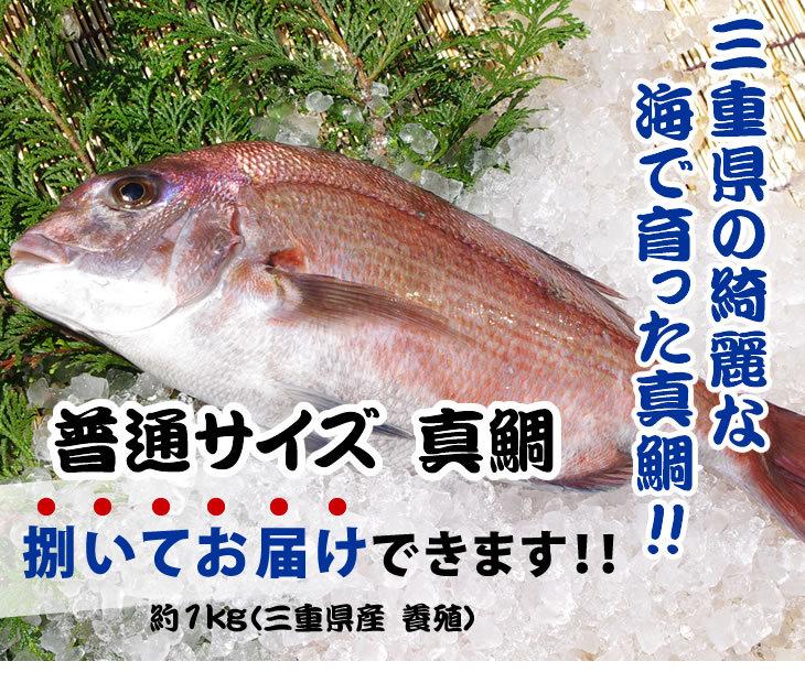 楽天市場 活〆 真鯛 １枚 約1 2ｋｇ 三重県産 養殖 まるか水産楽天市場店