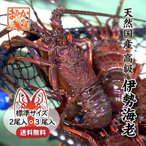 楽天市場】高級 天然 伊勢海老 三重県産 大きめサイズ 3尾入 1.0kg
