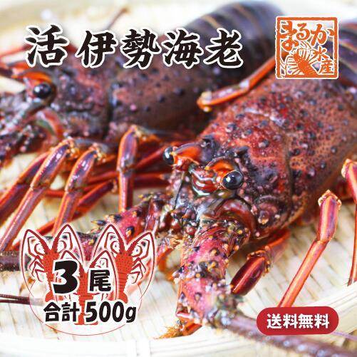 活伊勢海老 活きたまま発送 ちょっとワケあり 小さめサイズ 3尾入 500g 送料無料 [活伊勢海老]