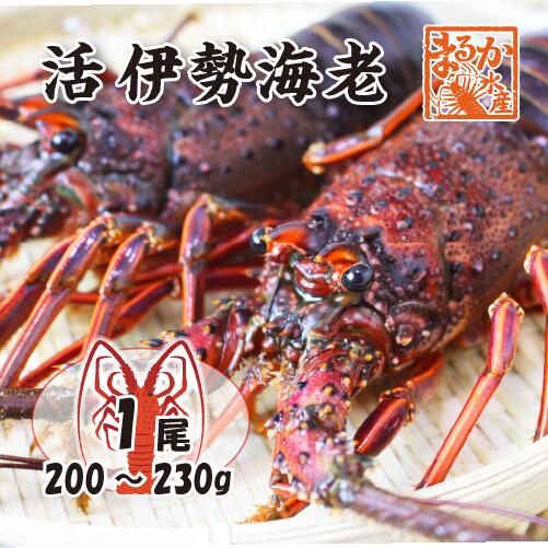 楽天市場】活伊勢海老 活きたまま発送 ちょっとワケあり 大