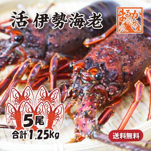 活伊勢海老 活きたまま発送 ちょっとワケあり 標準サイズ 5尾入 1.25kg 送料無料 [活伊勢海老]