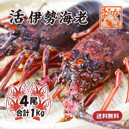 活伊勢海老 活きたまま発送 ちょっとワケあり 標準サイズ 4尾入 1.0kg 送料無料 [活伊勢海老]
