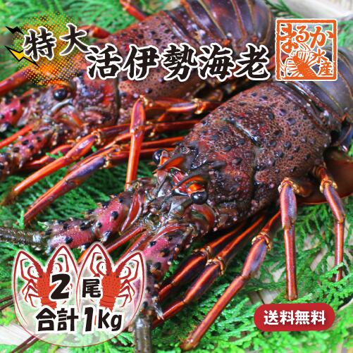 活伊勢海老 活きたまま発送 ちょっとワケあり 特大サイズ 2尾入 1.0ｋg 送料無料 [活伊勢海老]