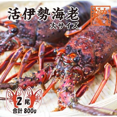 活伊勢海老 活きたまま発送 ちょっとワケあり 大サイズ 2尾入 800g 送料無料 [活伊勢海老]