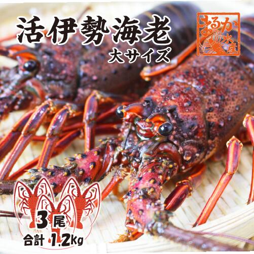 楽天市場】活伊勢海老 活きたまま発送 ちょっとワケあり 大