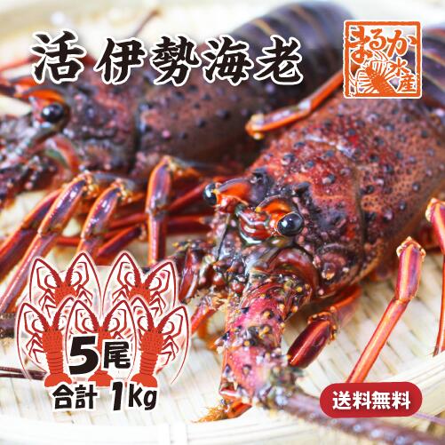 活伊勢海老 活きたまま発送 ちょっとワケあり 中サイズ 5尾入 1.0kg 送料無料 [活伊勢海老]