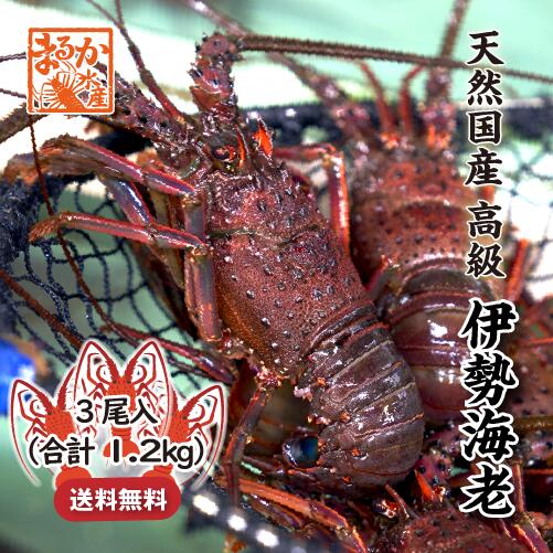 高級 天然 伊勢海老 三重県産 大サイズ 3尾入 1.2kg 送料無料 [活伊勢海老]