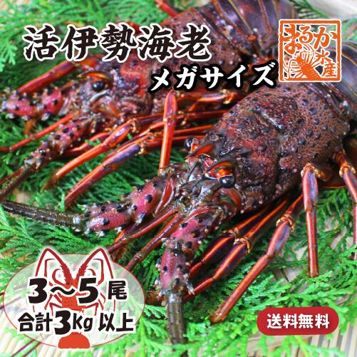 特大伊勢海老 活きたまま発送 メガサイズ 3～5尾入 3kg以上 送料無料 [活伊勢海老]