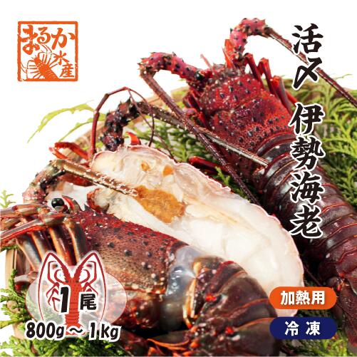 活〆伊勢海老（冷凍加熱用）特大サイズ 1尾 800g～1kg 送料無料[冷凍伊勢海老]