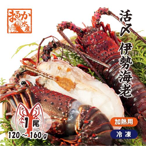 伊勢エビ3㎏ ≪12月の新商品≫くったり伊勢エビ3☆アミューズプライズ-NEW