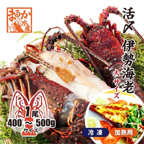 活〆伊勢海老（冷凍加熱用）大サイズ1尾 400～500g ★[冷凍伊勢海老]