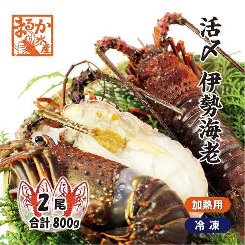 活〆伊勢海老（冷凍加熱用）大サイズ 2尾入 800g 送料無料[冷凍伊勢海老]