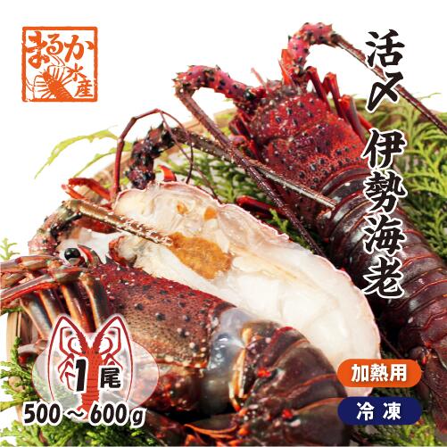 活〆伊勢海老（冷凍加熱用）特大サイズ 1尾 500～600g 送料無料[冷凍伊勢海老]