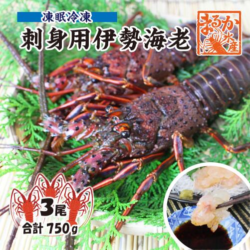 刺身用伊勢海老 凍眠冷凍 標準サイズ 3尾入 750g ★[刺身用伊勢海老]