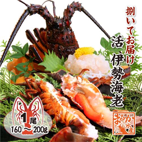 楽天市場】活〆伊勢海老（冷凍加熱用）中大サイズ 1尾 280～330g