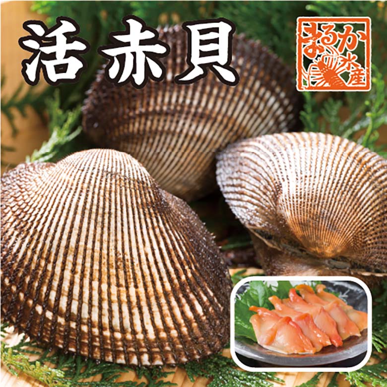 活〆いさき　１尾　400ｇ　下調理できます　[イサキ]