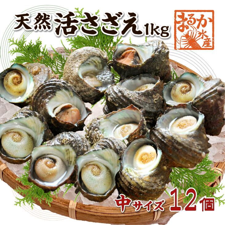 【楽天市場】天然活 さざえ 中サイズ 1kg 12個 70〜110g [さざえ]：まるか水産楽天市場店