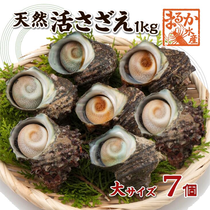 活きたまま発送　ほんのちょっとワケあり、活伊勢エビ　３尾　５００ｇ[伊勢海老] 楽天市場】活伊勢海老 活きたまま発送 ちょっとワケあり 小さめ