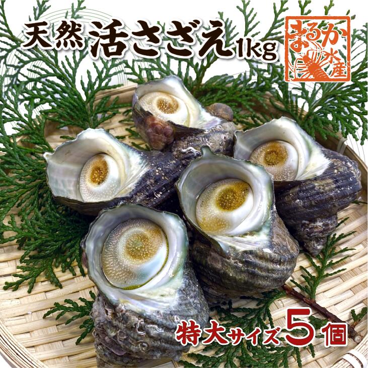 活きたまま発送　ほんのちょっとワケあり、活伊勢エビ　３尾　５００ｇ[伊勢海老] 楽天市場】活伊勢海老 活きたまま発送 ちょっとワケあり 小さめ